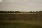 Orkney Countryside (13kb)